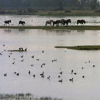 Best offers for Alájar Zoya Alajar